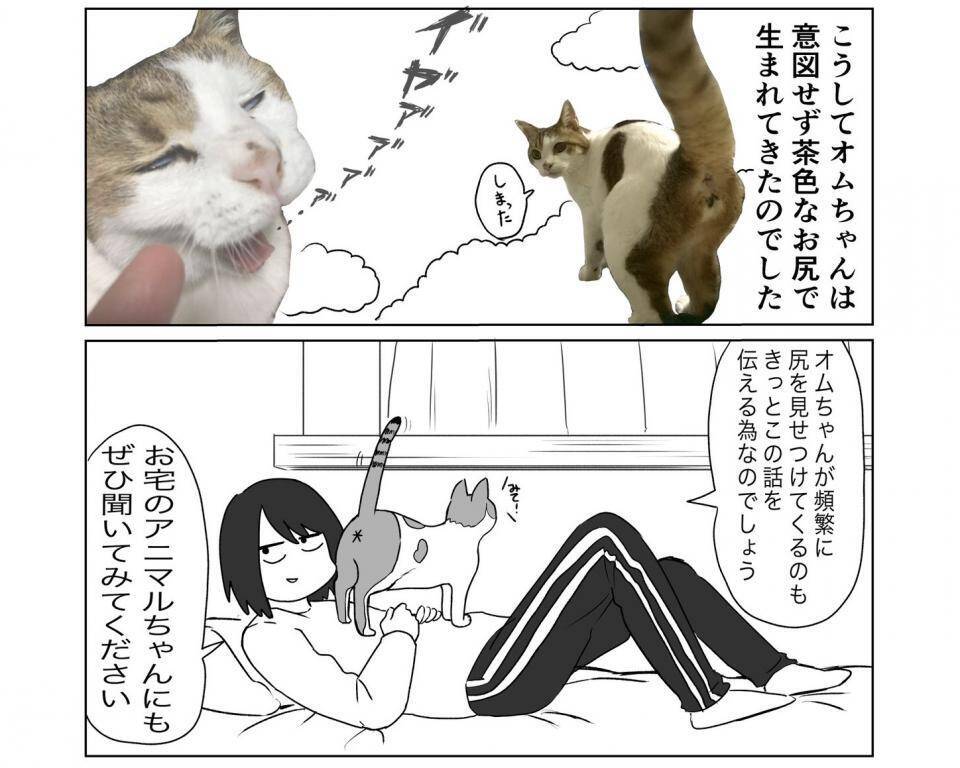 ニャンコの模様はどうやって決まるの とある猫飼いが妄想した 生まれてくる前の話 に 尊い 最高すぎ 21年1月19日 エキサイトニュース
