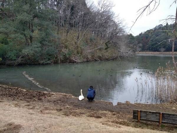 まあ 隣にスワンなよ お悩み相談中 池の前にたたずむ人間とオオハクチョウの友情に反響 21年1月25日 エキサイトニュース