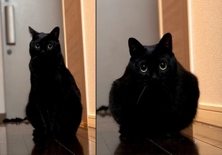 まさに「猫は液体」　だんだん溶けていく黒猫に「スライムかな？」