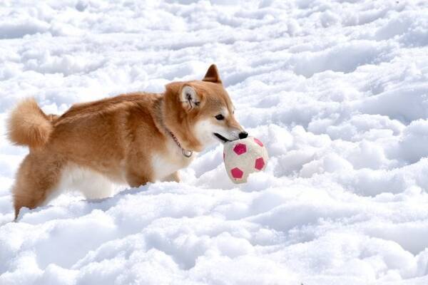 雪が降ると 犬は喜び庭かけまわる 犬の本音は 動物病院に聞いてみると 21年1月30日 エキサイトニュース