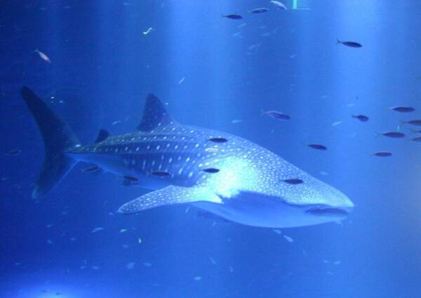 世界最大の魚 ジンベエザメ の１食の量は たった3 5キロらしい 21年2月14日 エキサイトニュース