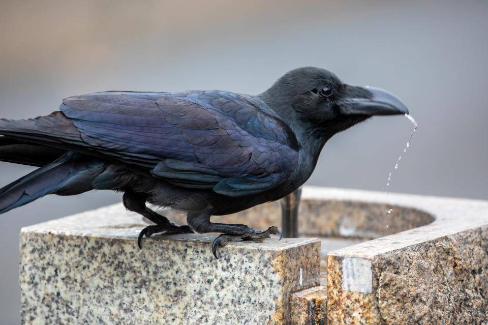 めちゃくちゃ賢い 公園にいたカラスが 水が飲みたい とおねだりしてきた 21年2月16日 エキサイトニュース