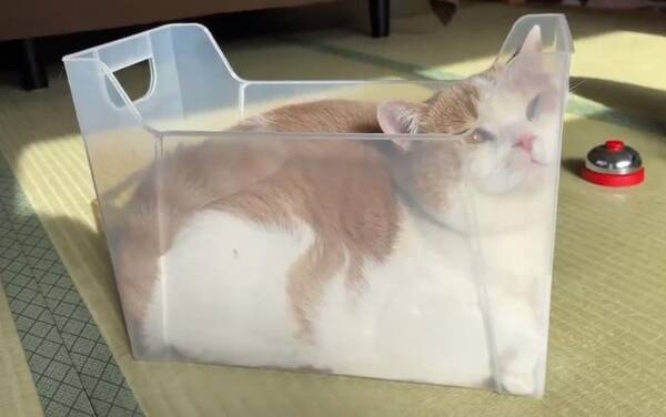 そこが落ち着くんですか 書類ケースにハマったにゃんこ 食パンみたいになってしまう 21年2月15日 エキサイトニュース