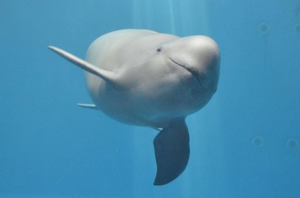 イルカとクジラは 同じ生き物 だった 鳥羽水族館が どちらでもいいんだよ と解説する理由 21年3月1日 エキサイトニュース