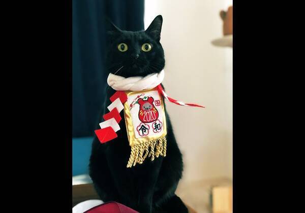 猫神さま降臨 地震に備えてニャンコに首輪をつけたら 思わず拝みたくなる姿に 尊い 21年2月28日 エキサイトニュース