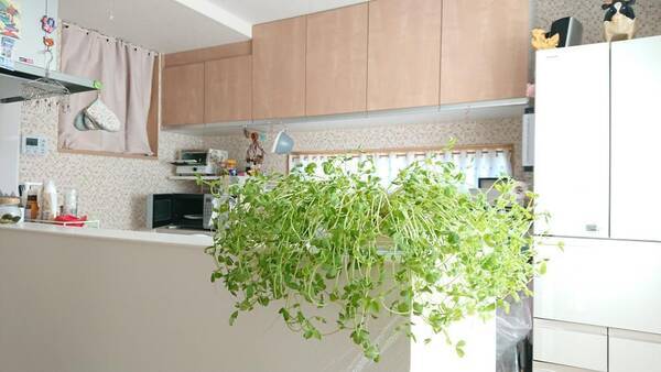 緑のあるキッチンはいいですね 食べるタイミングを逃して 素敵に成長してしまった豆苗がこちら 2021年3月3日 エキサイトニュース