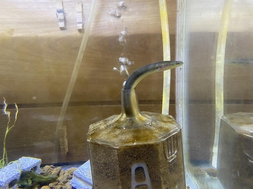 まるで水の妖精 アナゴの稚魚 のれそれ の神秘的すぎる姿がこちら 年3月8日 エキサイトニュース
