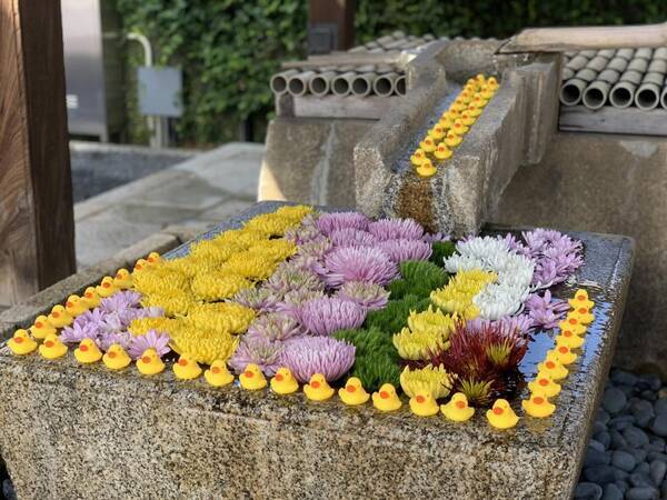 由緒ある寺の水盤に 突如寄贈された大量の アヒル いったい何事 担当者に聞いた 21年3月5日 エキサイトニュース