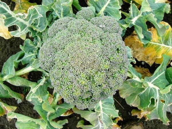 ブロッコリーの美味しさを見分ける方法 知ってる 21年3月16日 エキサイトニュース ブロッコリーの美味しさを見分ける方法 知ってる 21年3月16日 エキサイトニュース