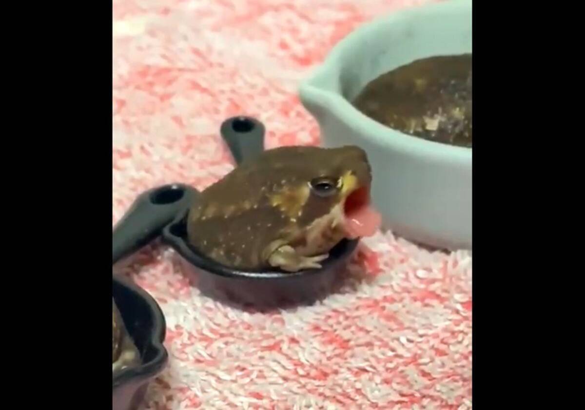 まん丸カエルが くわぁあ トトロみたいな大あくびが可愛すぎて エンドレスリピート必至 21年3月16日 エキサイトニュース