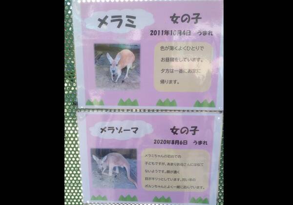 メラミ に メラゾーマ もしや飼育員ドラクエ好き インパクトでかいカンガルーの名前の由来 21年3月15日 エキサイトニュース