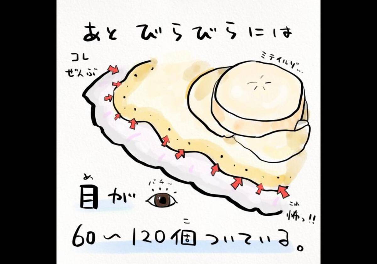 ホタテの 知られざる秘密 目が60 1個 泳ぐ速さは50キロ 解説イラストが話題に 21年3月29日 エキサイトニュース