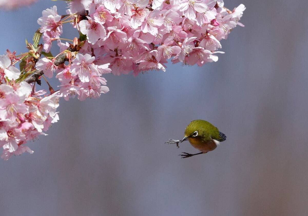 猿も木から ならぬ 桜の枝からポロンと落ちるメジロを捉えた一枚にビックリ 21年4月1日 エキサイトニュース