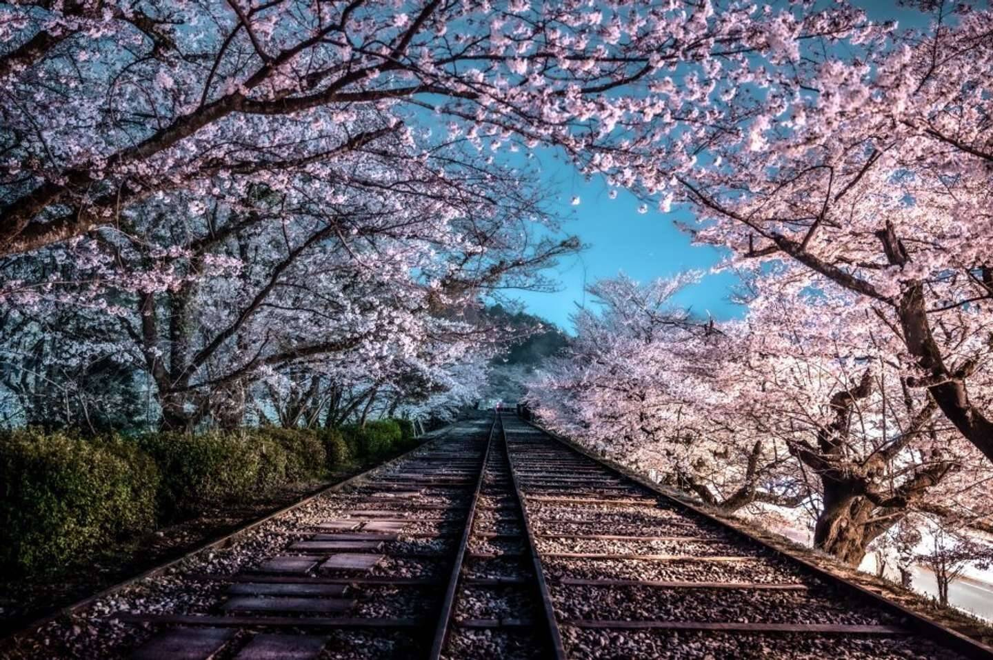 桃源郷まで行けそうだ 京都 蹴上インクライン の夜桜にうっとり 21年4月4日 エキサイトニュース