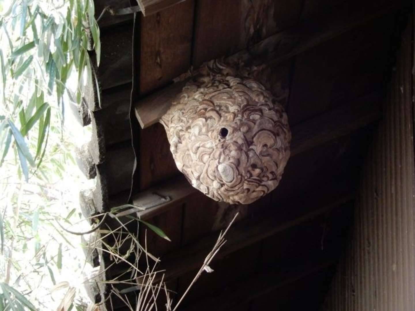 軒先に ダミーハチの巣 をつるすとハチが寄り付かなくなるってホント 専門家に聞いた 21年4月12日 エキサイトニュース