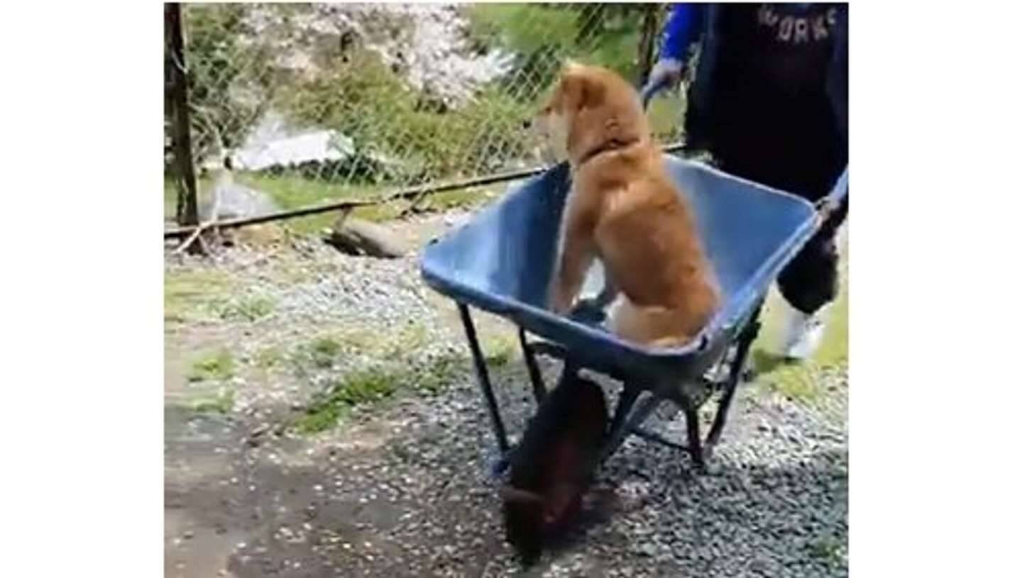 ワンコが ネコ に運ばれてる シュールだけど楽しそうな光景にほっこり 21年4月16日 エキサイトニュース