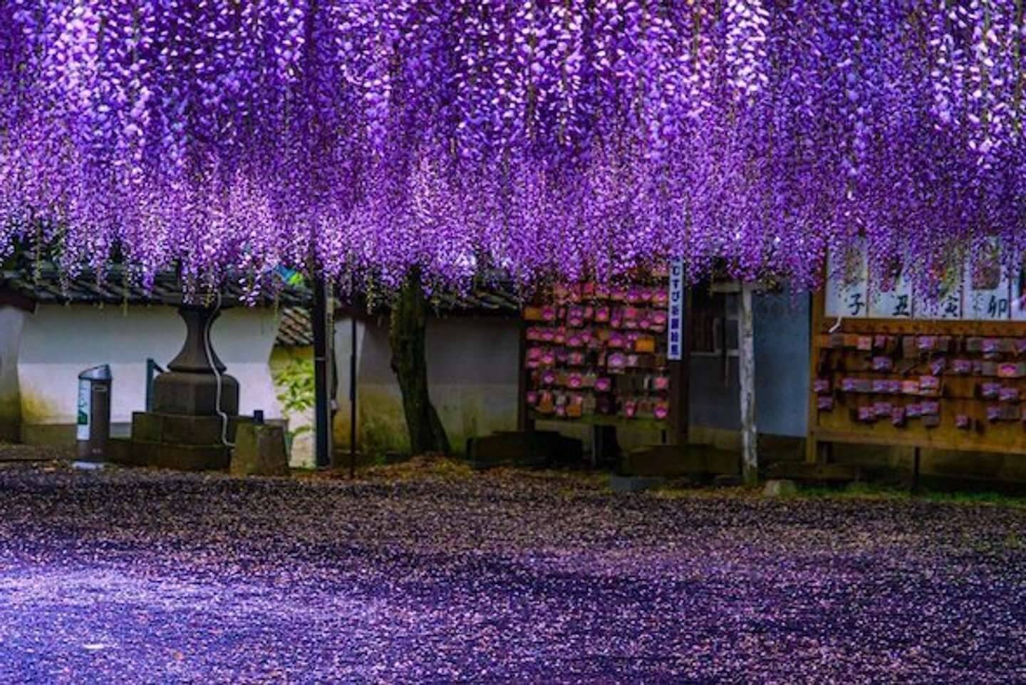 まるで鬼滅の 藤襲山 だ 佐世保 藤山神社に咲く藤が 恐ろしいほど美しい 21年4月13日 エキサイトニュース