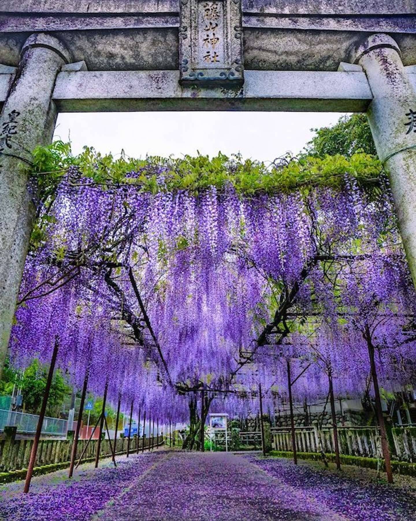 まるで鬼滅の 藤襲山 だ 佐世保 藤山神社に咲く藤が 恐ろしいほど美しい 21年4月13日 エキサイトニュース