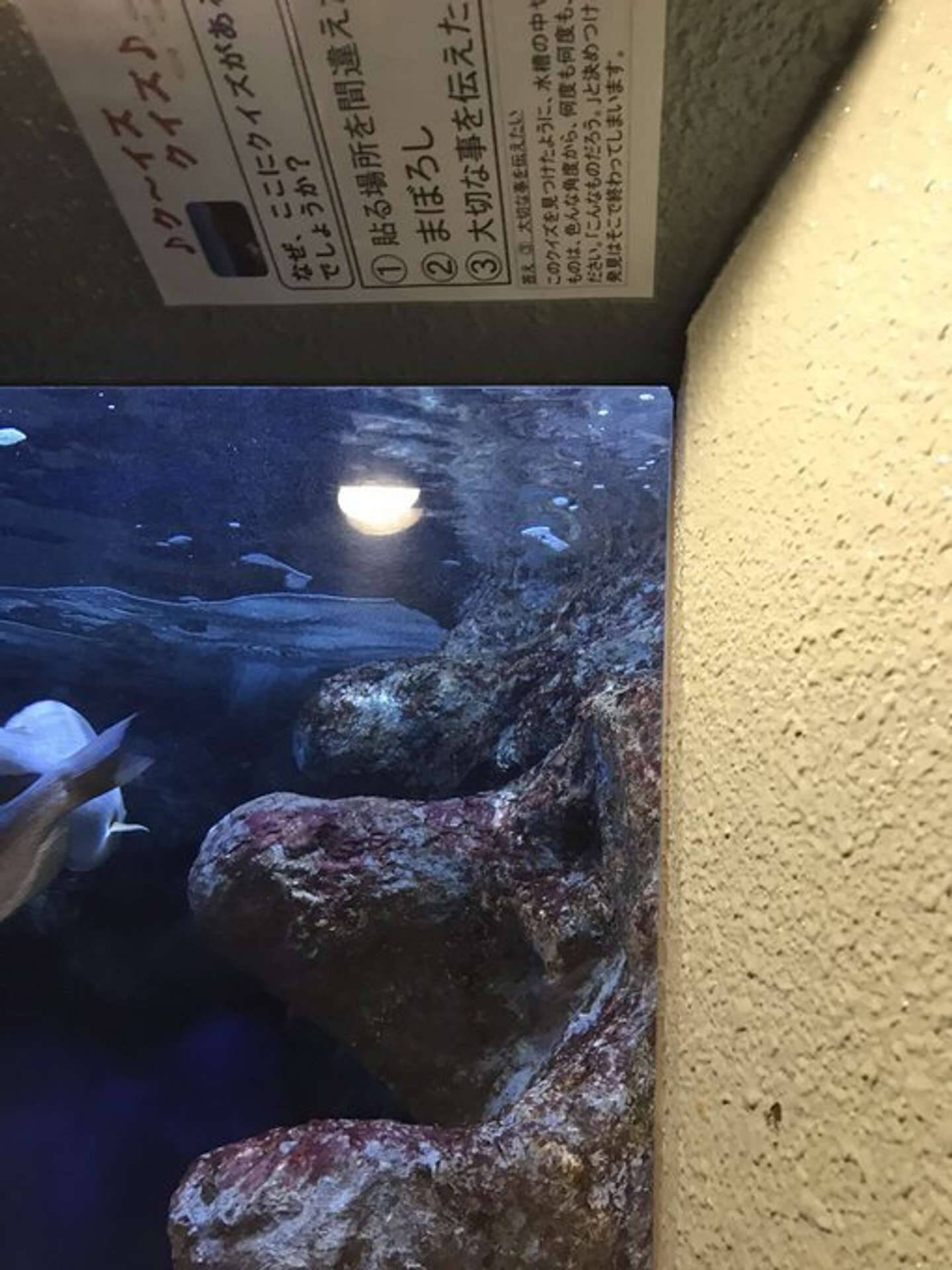 なぜ ここにクイズがあるでしょうか 水族館の端っこに貼られた謎のクイズに反響 深い センスある 21年4月14日 エキサイトニュース