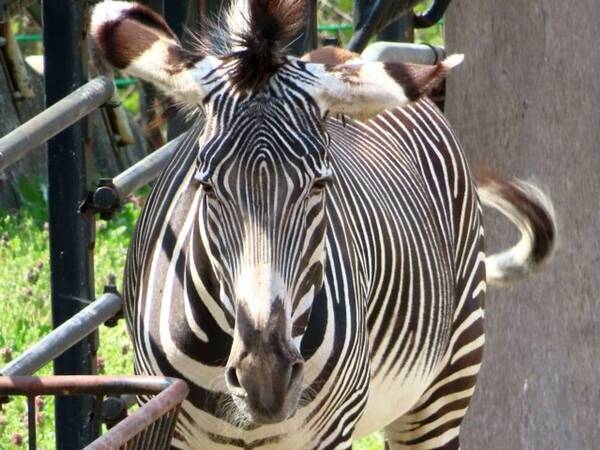 シマウマは何故シマシマ 最新の研究による 有力説 は 21年4月17日 エキサイトニュース
