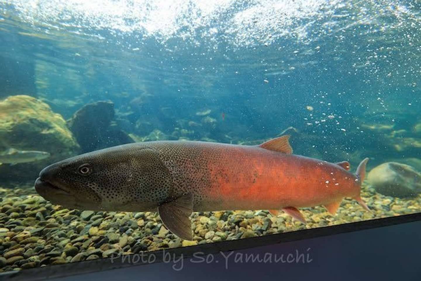 これぞ究極の 幻の魚 今の時期しか見られない 真っ赤に染まった イトウ の姿に反響 21年5月3日 エキサイトニュース