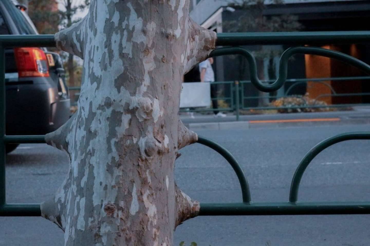 なんだかゾクッとする ガードレールを吸収した木 に注目 なんでこうなるの 樹木医に聞いた 21年5月7日 エキサイトニュース なんだかゾクッとする ガードレールを吸収した木 に注目 なんでこうなるの 樹木医に聞いた 21年5月7日 エキサイトニュース