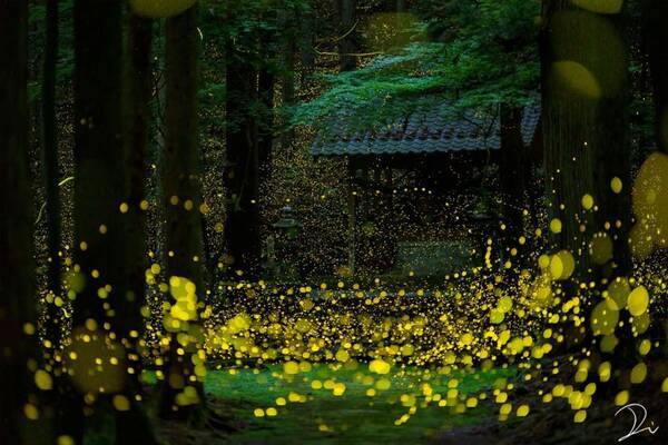 光の川 が流れてるみたい たくさんのホタルが舞い踊る夜の神社が圧倒的に美しい 21年5月14日 エキサイトニュース 光の川 が流れてるみたい たくさんのホタルが舞い踊る夜の神社が圧倒的に美しい 21年5月14日 エキサイトニュース