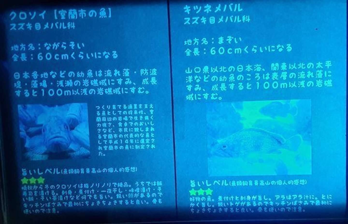 漁師さんに止められました 室蘭水族館の とりあえず食べてみる 飼育員に反響 本人に話を聞いた 21年5月17日 エキサイトニュース