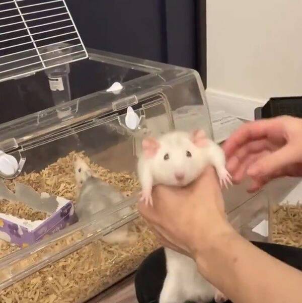 これが忍法 掴めないの術 飼い主の手からすり抜けまくる 器用なネズミのとろける可愛さ 21年5月25日 エキサイトニュース