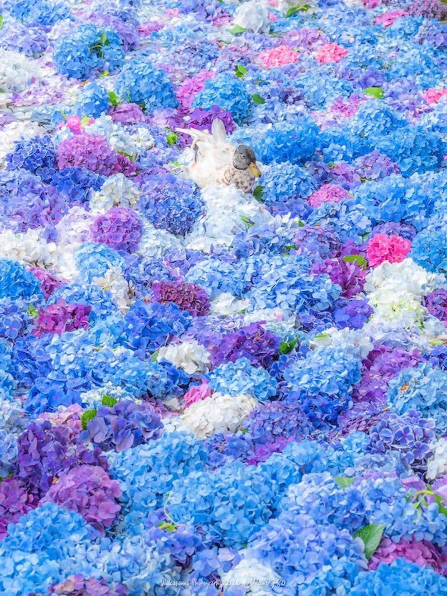 美しすぎる アジサイの海 でひとやすみ お花の上に乗っかった鴨にほっこり 21年5月28日 エキサイトニュース