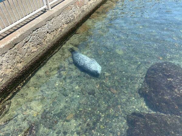 プールの底に沈む アザラシの寝姿 に反響 息をしなくて大丈夫なの 水族館に聞くと 21年6月16日 エキサイトニュース