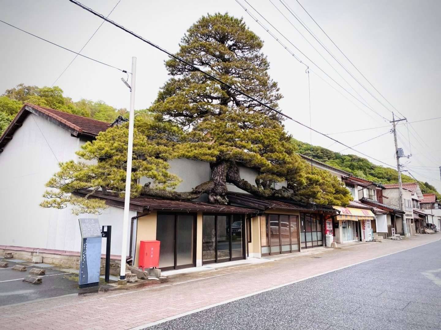 巨大な松が屋根をブチ破っている 樹齢450年 雲南市にそびえる 浪花家の大松 はなぜこうなった 21年6月15日 エキサイトニュース