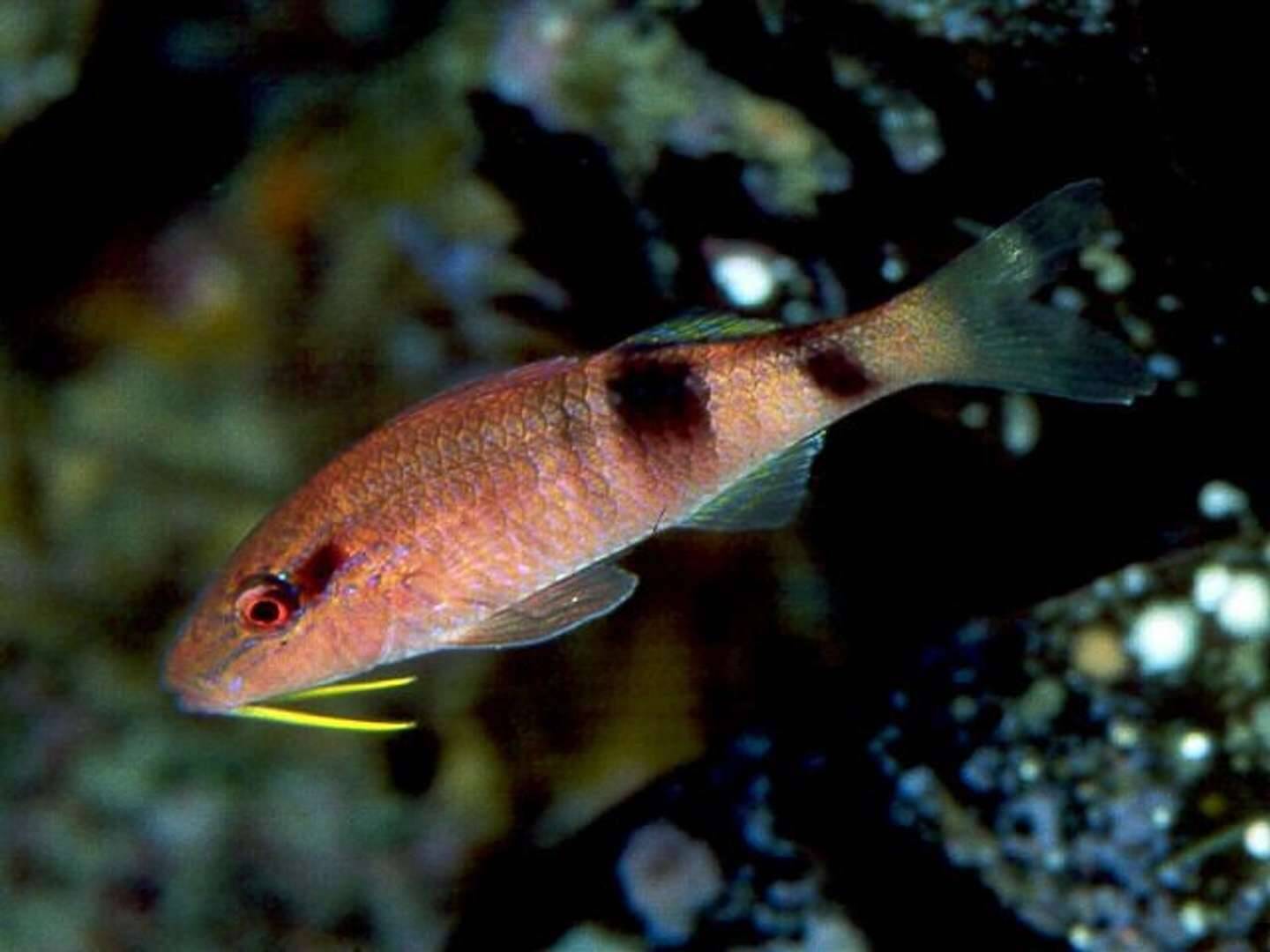 税別790円で売られていた おじさん に注目集まる オススメの食べ方は刺身 ソテー フライ 21年6月26日 エキサイトニュース