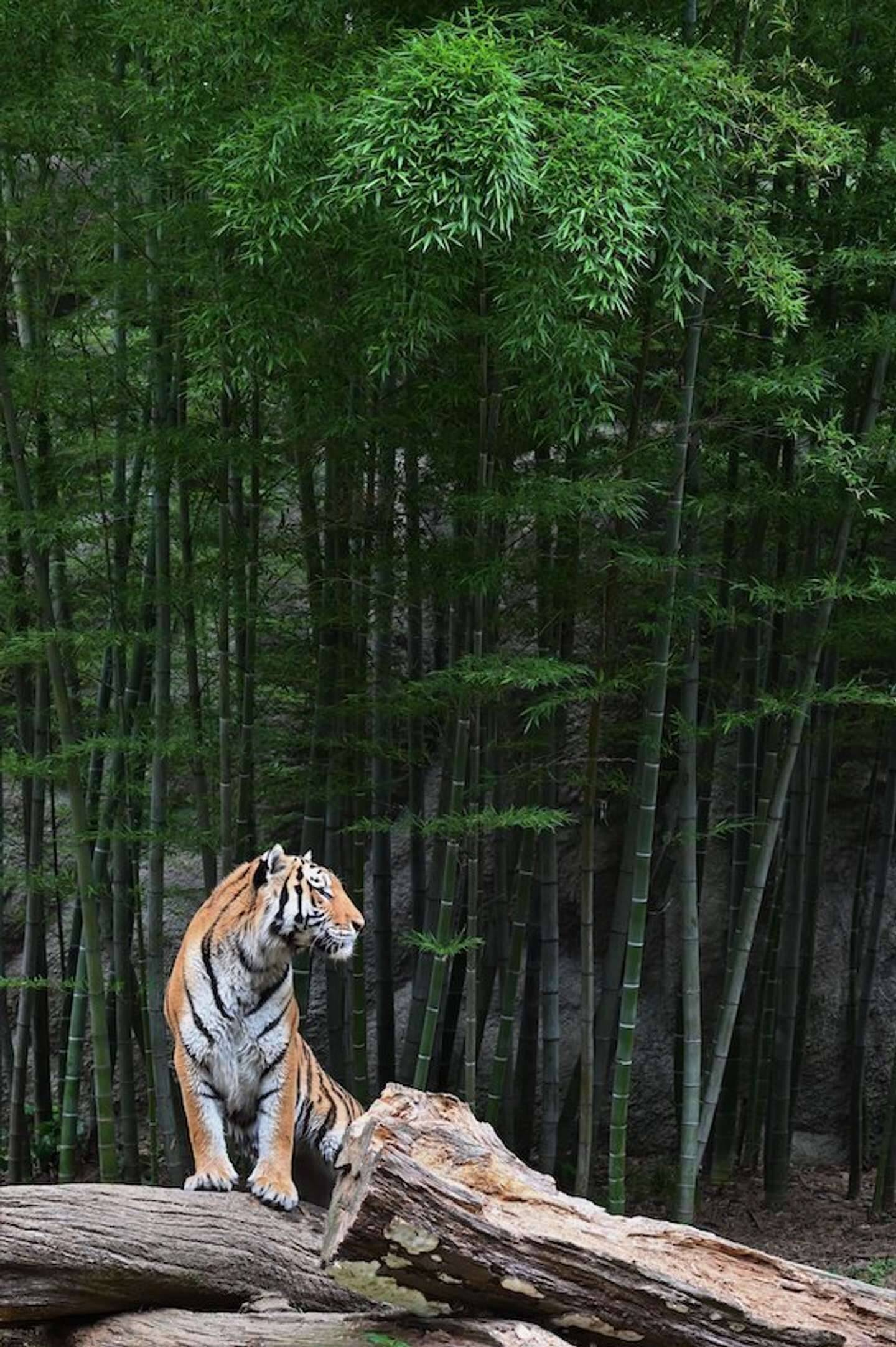 まるで 山月記 の世界だ 浜松の動物園で撮影された 竹林にたたずむ虎 に反響 21年6月30日 エキサイトニュース まるで 山月記 の世界だ 浜松の動物園で撮影された 竹林にたたずむ虎 に反響 21年6月30日 エキサイトニュース