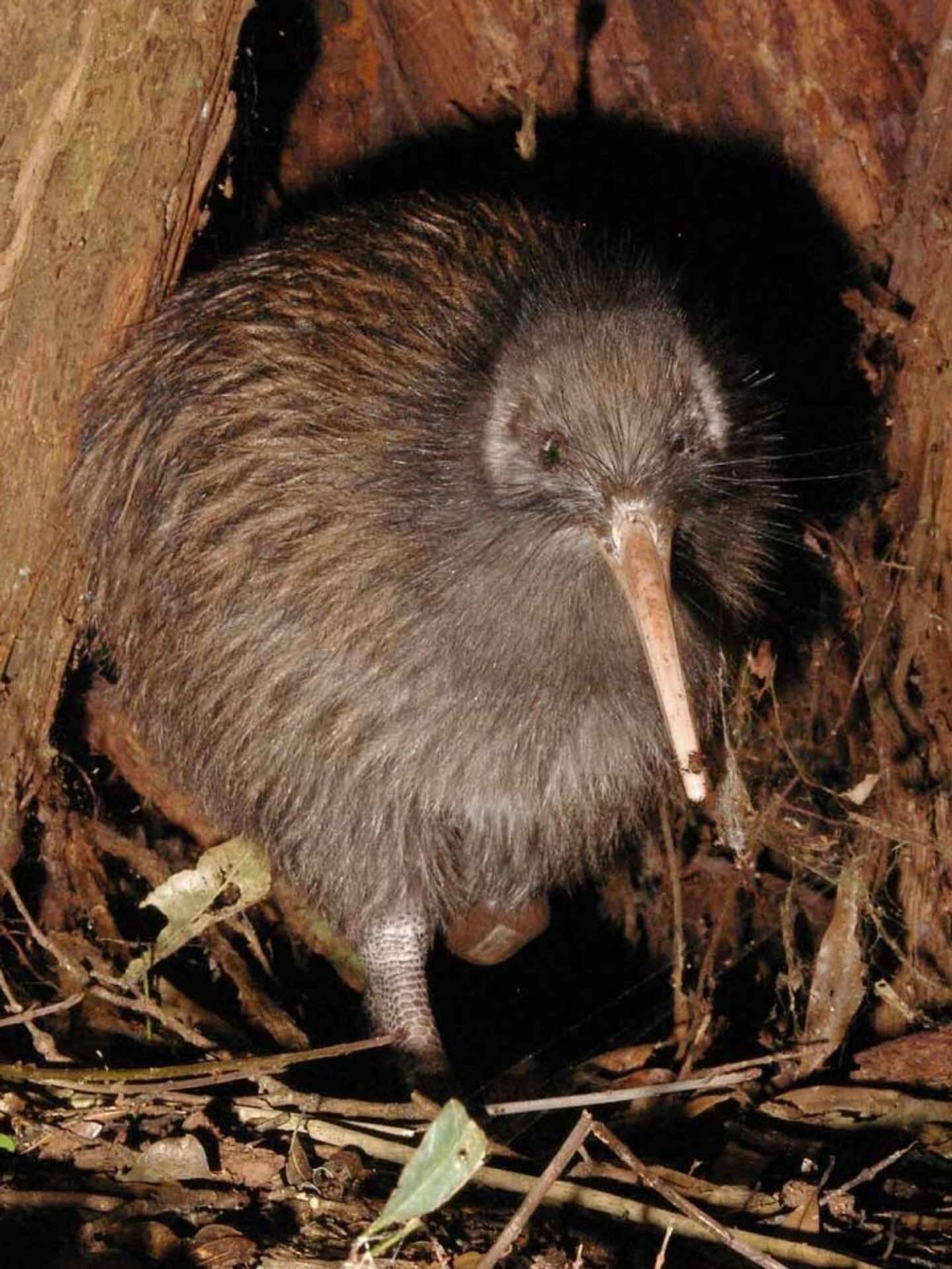 断面が鳥の キーウィ にしか見えないキウイフルーツが発見される 21年7月1日 エキサイトニュース