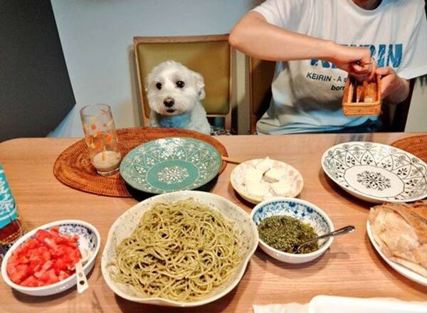 ボクもここで食べますが 家族の食卓にちゃっかり混ざる ワンコの瞳がまっすぐすぎる 21年7月23日 エキサイトニュース