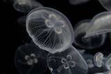 食べたらビリビリしびれそう カラフルな触手がビッシリついた 水族館の クラゲソフト に反響 21年7月21日 エキサイトニュース 2 2