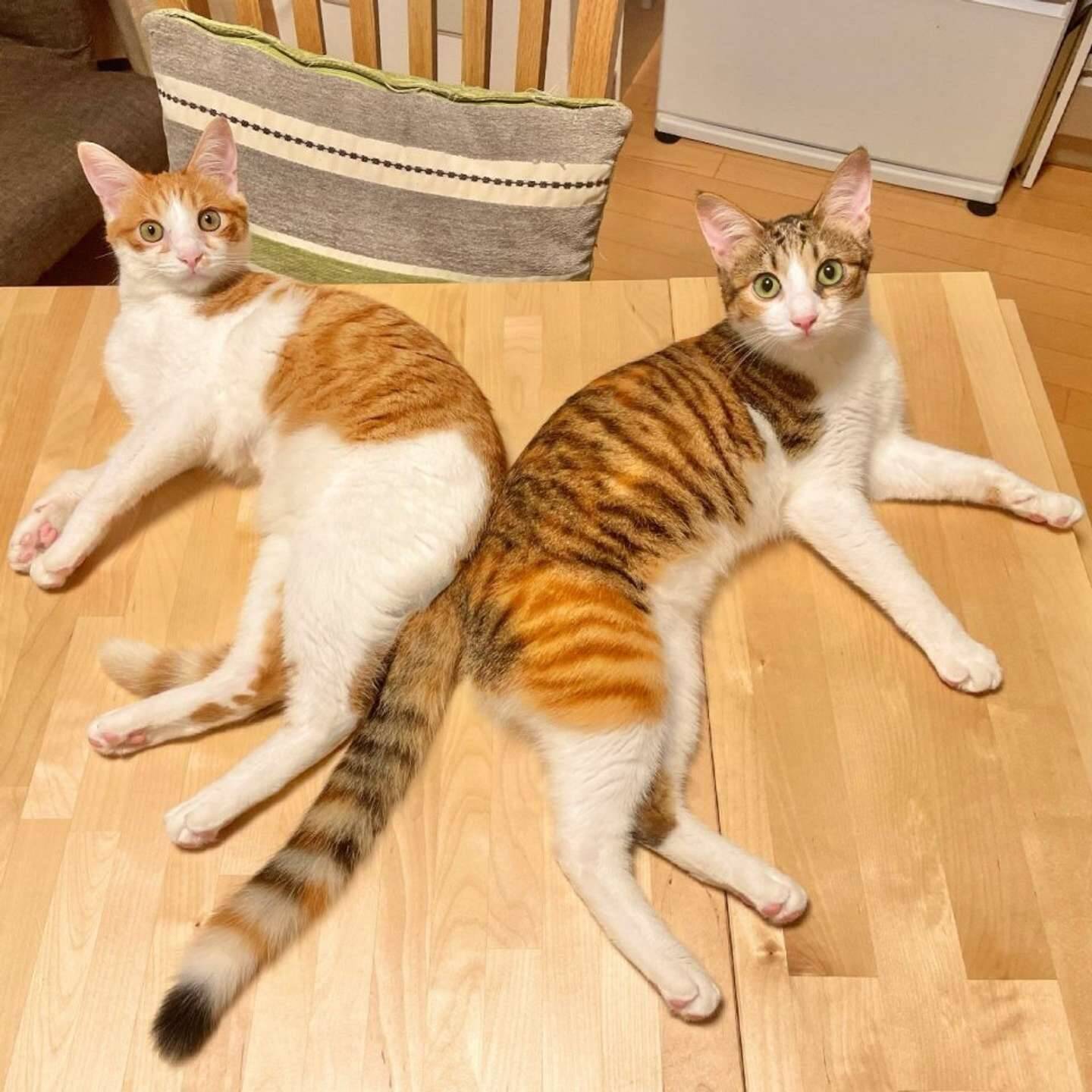 シンクロ率100パーセント おんなじ角度で首をかしげる二匹の仲良しにゃんこ姉弟 21年7月25日 エキサイトニュース シンクロ率100パーセント おんなじ角度で首をかしげる二匹の仲良しにゃんこ姉弟 21年7月25日 エキサイトニュース