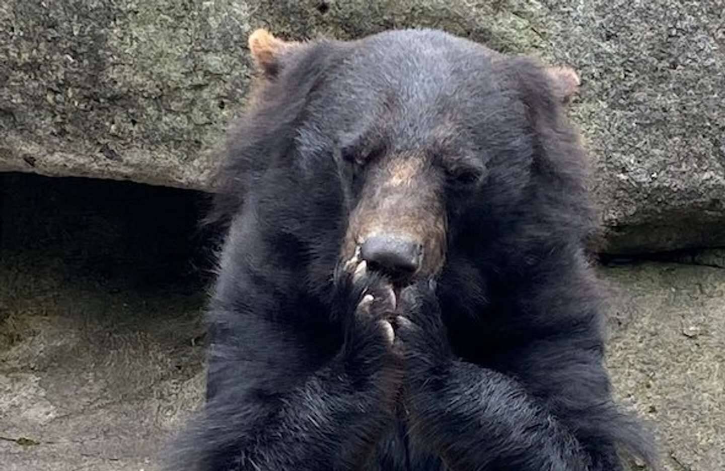 熊の鳴き声は おっさんの呻き にそっくりってホント クマ牧場に聞いてみた 21年7月28日 エキサイトニュース