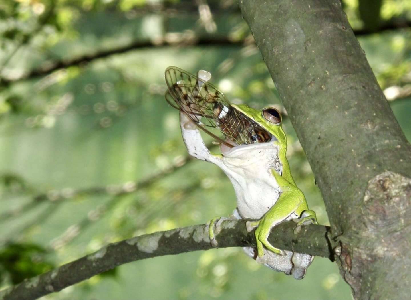 暑い夏はやっぱコレでしょ ビールみたいに セミ を一気飲みするカエルが激写される 21年8月3日 エキサイトニュース