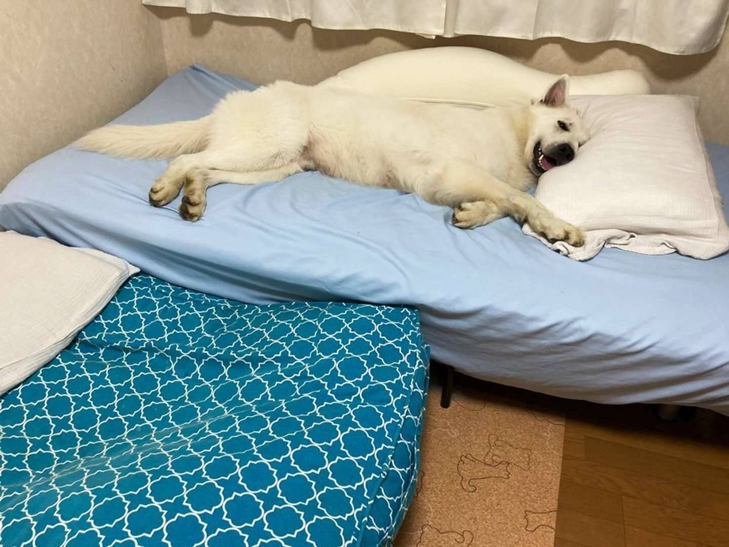 毎晩一緒に寝たいんです 飼い主のベッドを占領するワンコがかわいすぎる 仕方なく床に布団を敷いても 21年8月8日 エキサイトニュース