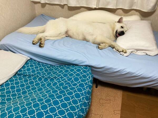 毎晩一緒に寝たいんです 飼い主のベッドを占領するワンコがかわいすぎる 仕方なく床に布団を敷いても 21年8月8日 エキサイトニュース 毎晩一緒に寝たいんです 飼い主のベッドを占領するワンコがかわいすぎる 仕方なく床に布団を敷いても 21年8月8日 エキサイトニュース
