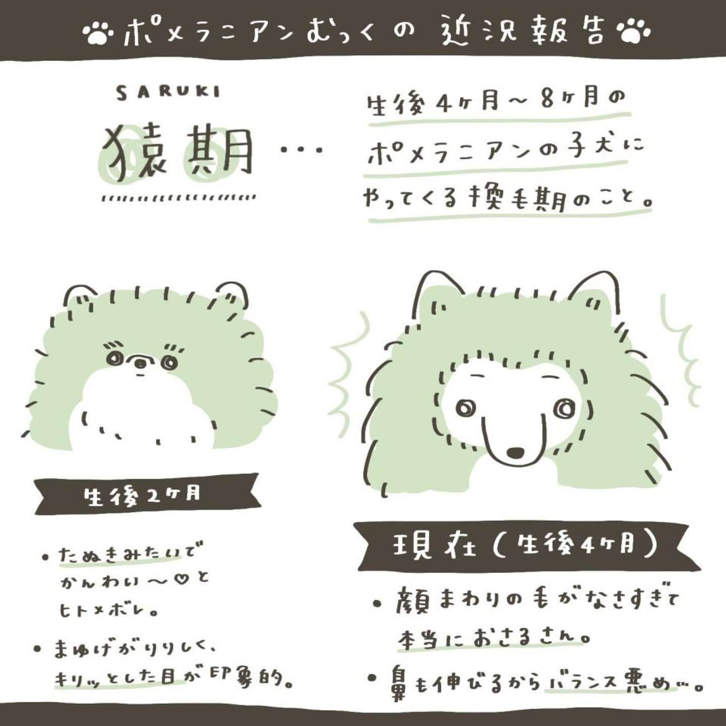 期間限定のかわいさ ポメラニアンの子犬にやってくる 猿期 マジで お猿さん すぎて愛おしい 21年8月7日 エキサイトニュース