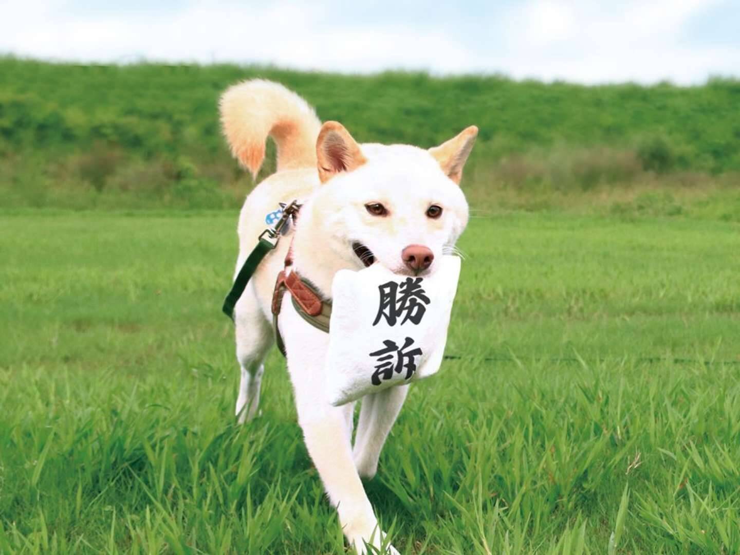 裁判所の前に走ってくる人 と笑顔の犬が重なって あの紙 そっくりのおもちゃが爆誕する 21年8月29日 エキサイトニュース
