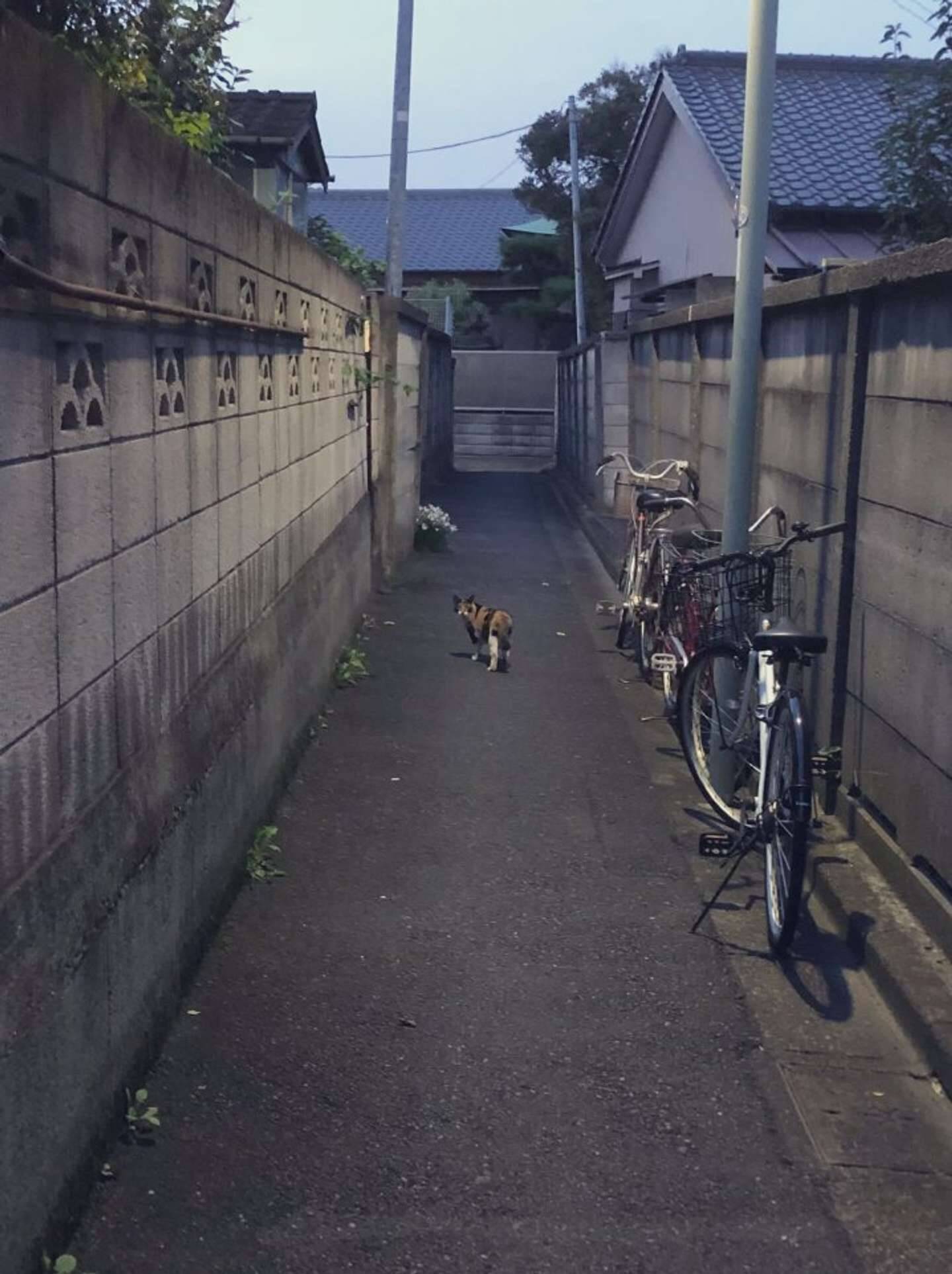 ついて行ったら もう戻れない 今にもホラーゲームが始まりそうな 帰り道 がこちらです 21年9月19日 エキサイトニュース ついて行ったら もう戻れない 今にもホラーゲームが始まりそうな 帰り道 がこちらです 21年9月19日 エキサイトニュース