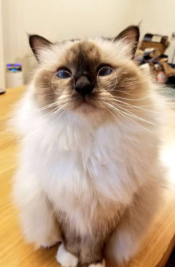 なが いおひげがクルンと眼鏡に 知的でチャーミングなモフモフにゃんこに癒される 21年9月日 エキサイトニュース