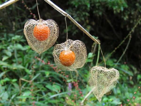 透かして見える 紅い宝石 虫鬼灯 自然界が生んだ職人技に見惚れちゃう 21年9月23日 エキサイトニュース 透かして見える 紅い宝石 虫鬼灯 自然界が生んだ職人技に見惚れちゃう 21年9月23日 エキサイトニュース