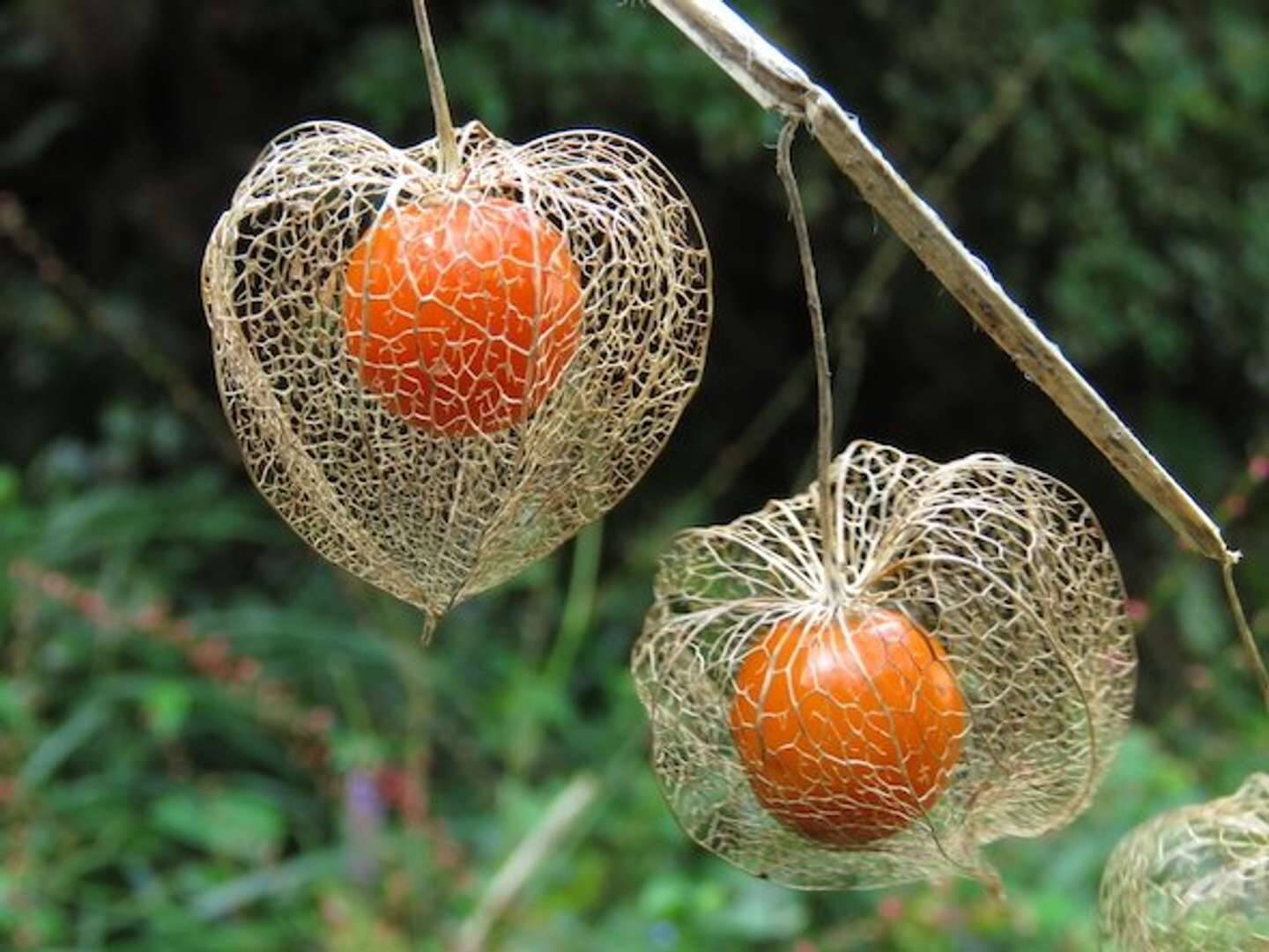 透かして見える 紅い宝石 虫鬼灯 自然界が生んだ職人技に見惚れちゃう 21年9月23日 エキサイトニュース 2 2