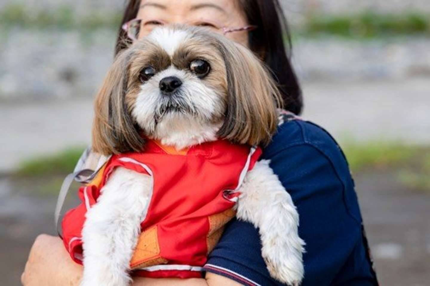 保護犬を引き取ったら 思いのほか大きく成長 マンションの管理会社に処分か退去を迫られて 兵庫県 性別不明60代 21年10月9日 エキサイトニュース 3 4