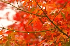 紅葉がキレイに色づくためには、「寒い朝」と「秋の雨」が超重要らしい